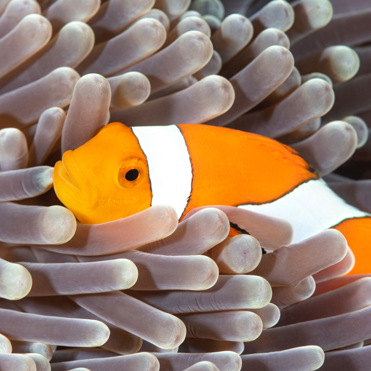 Anemon balıkları kaç yıl yaşar?