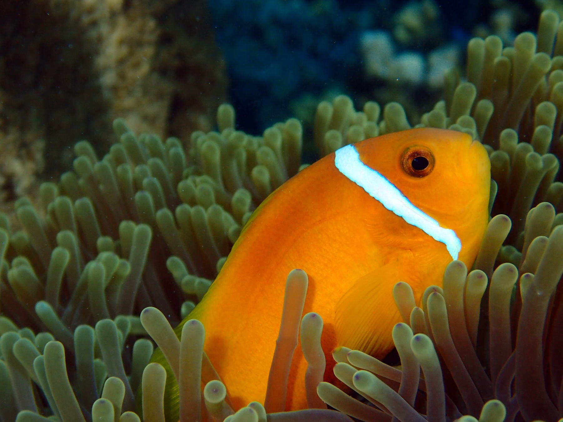 Balıklar su içerir mi?