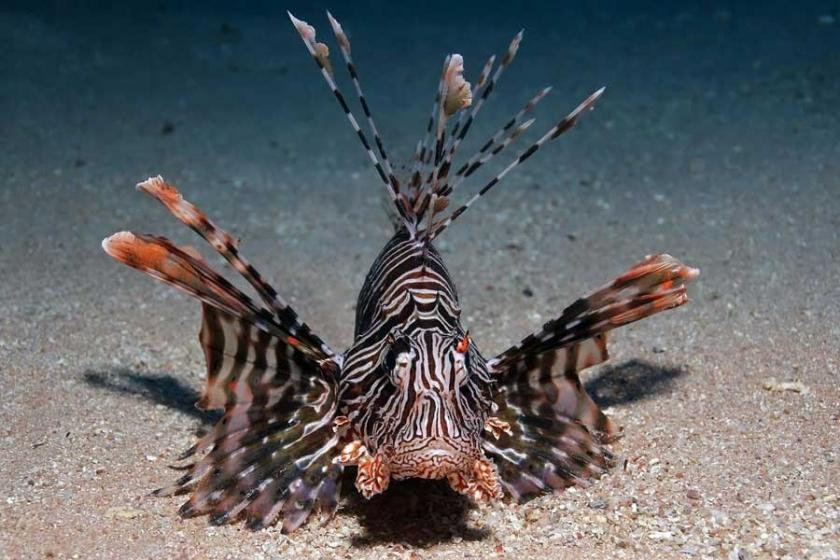 Zehirli balıklar nelerdir?