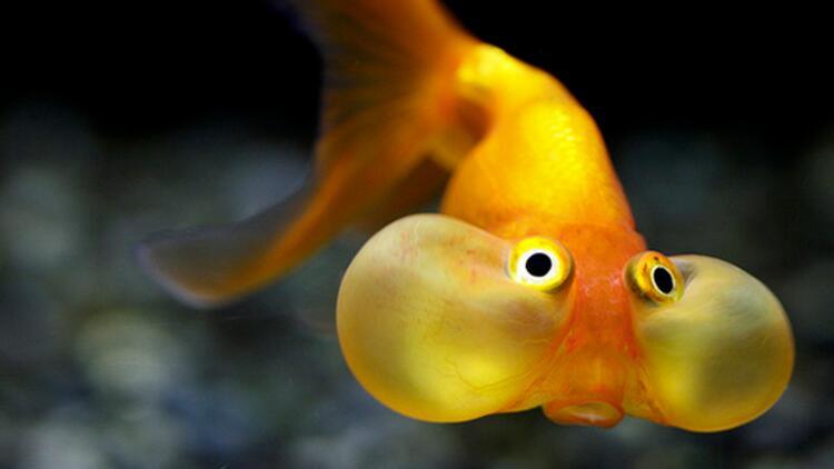 Balıklar nasıl yüzer?