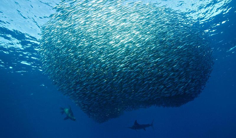 Balıklar neden sürü halinde dolaşır?