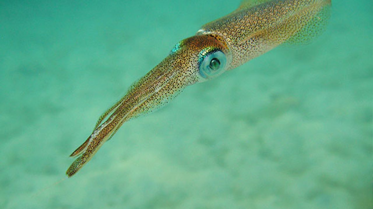 Dünyanın en büyük gözü hangi canlıdadır?